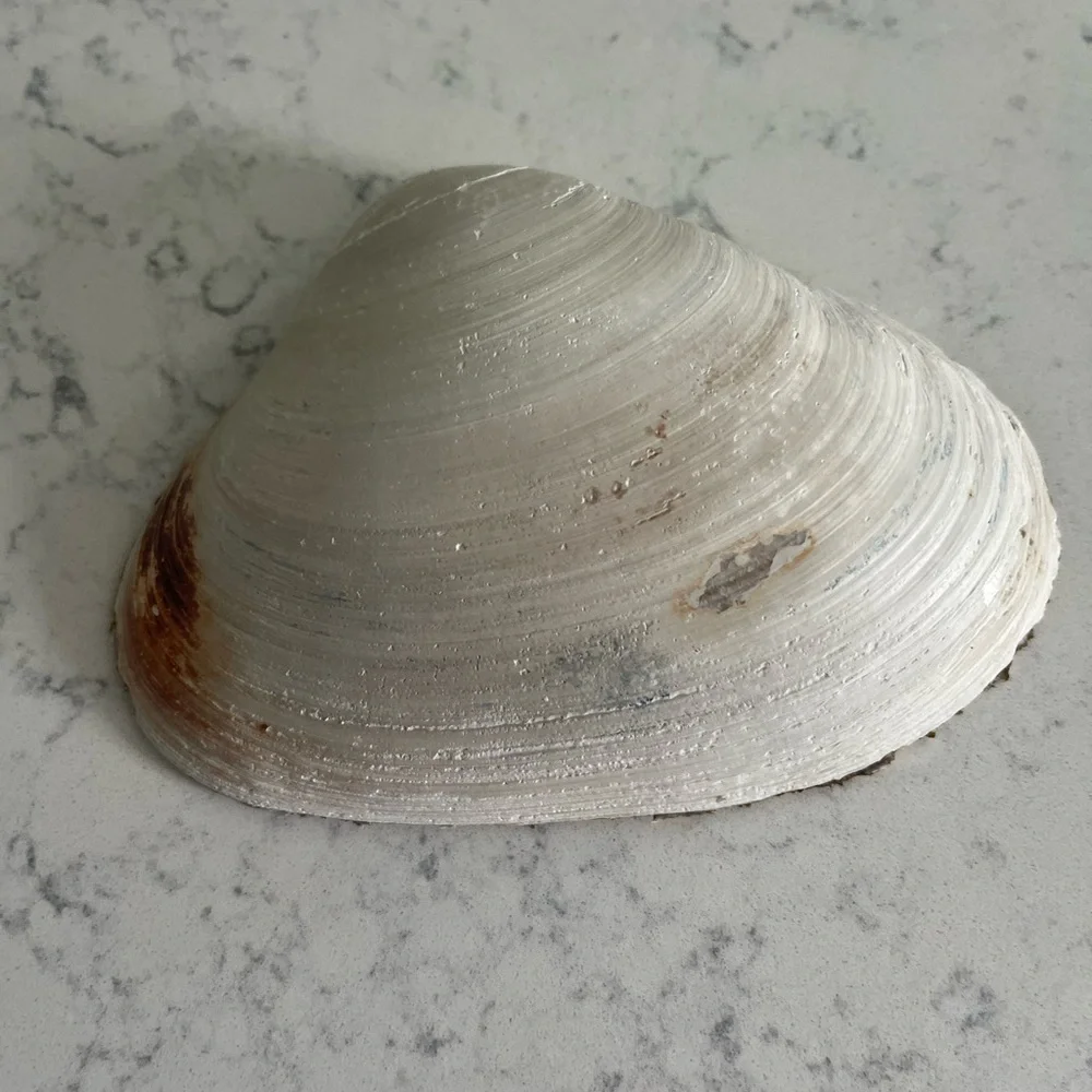 Decoupage Easter bunny shell - Picture 6 of 11